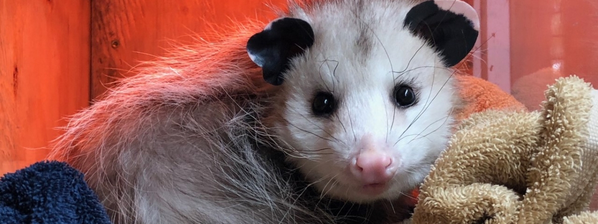 Virginia Opossum Ambassador Animal