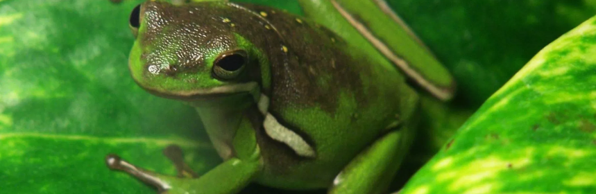 American Green Tree Frog Ambassador Animal