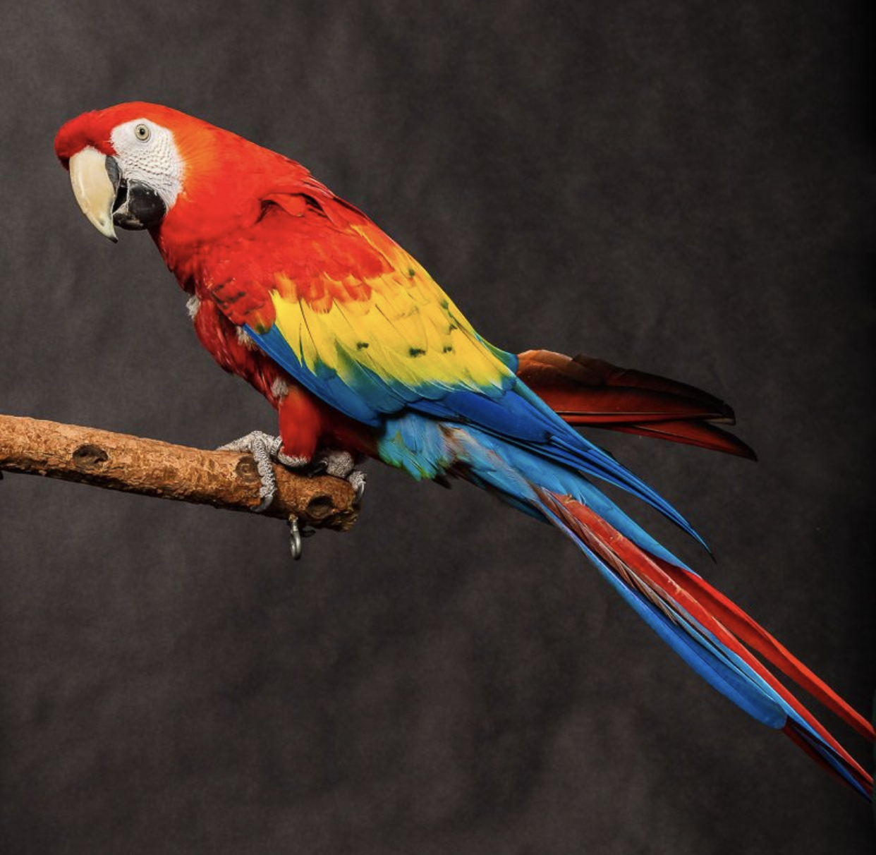 Scarlet Macaw – Ambassador Animal Resource and Information Center